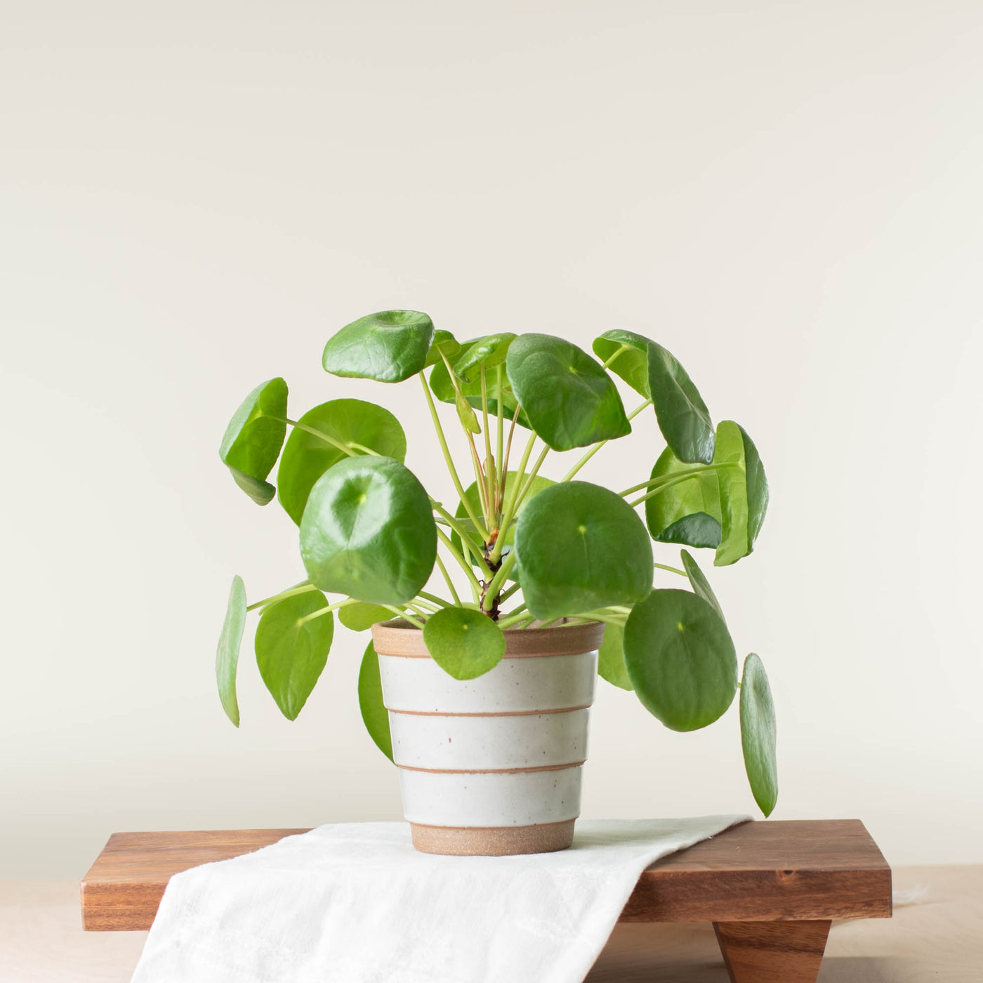 nursery pot vs planter Medium Planter (Fits 4" Nursery Pots) – Sawyer Ceramics